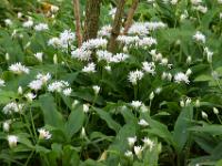 Weiße Blüten, grüne Blätter